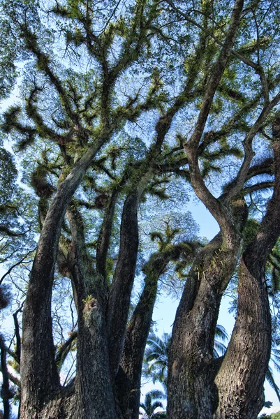 Strom daintree národního parku — Stock fotografie