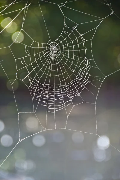 stock image Spiderweb, Italy