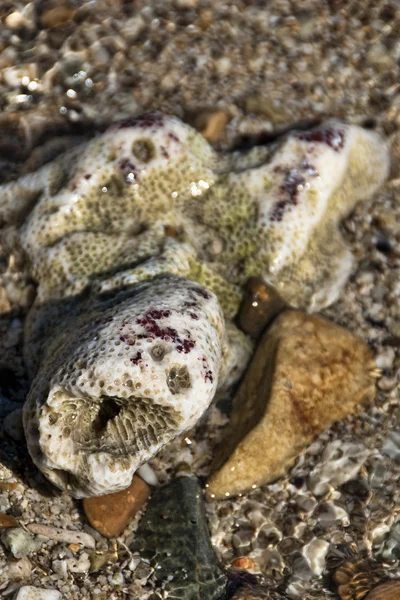 Muscheln im Wasser, Karibik — Stockfoto