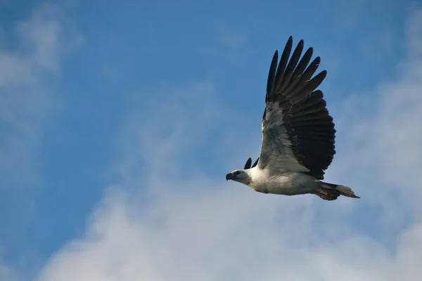 Águila en las Islas Whitsunday — Foto de Stock