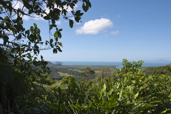 Detail of Daintree National Park — Stock Photo, Image