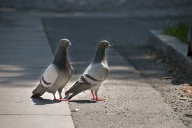 Pigeons on the Street clipart