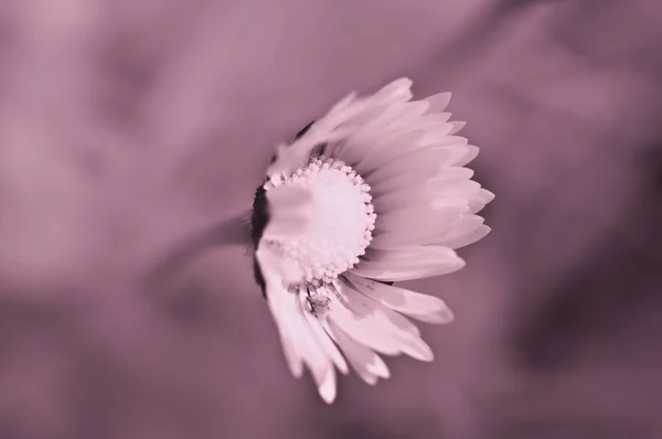 Daisy infrarossi — Foto Stock