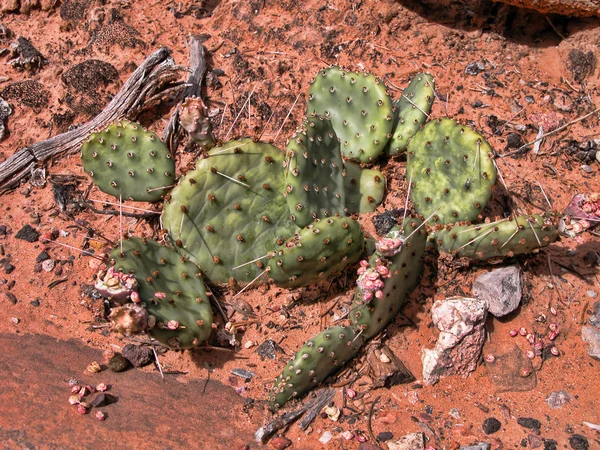 Kaktus im Grand Canyon — Stockfoto