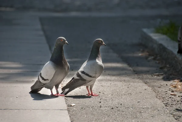 Pigeons on the Street — Stock Photo, Image
