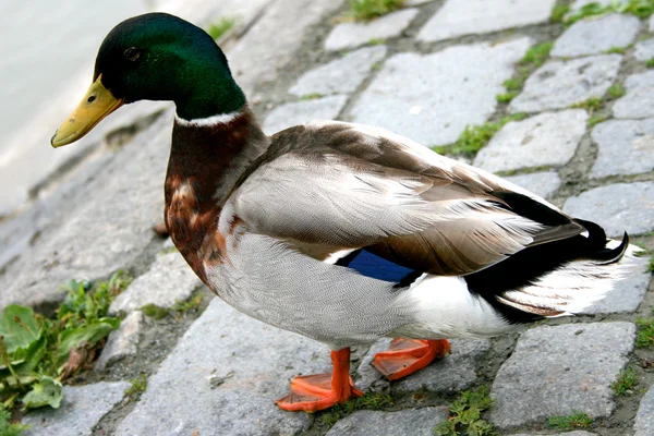 stock image Duck on the pavement