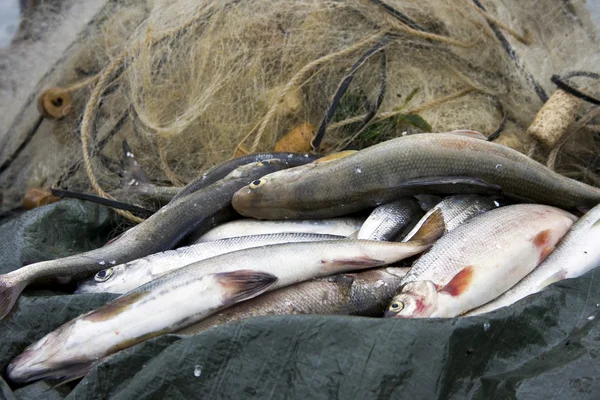 Pești băieti indigeni în pescuit — Fotografie, imagine de stoc