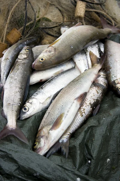 stock image Indigenous baikal fish in fishing