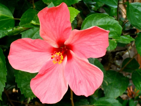 Hibiscus rosasinensis — Fotografia de Stock