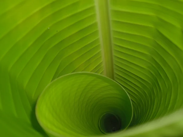 stock image Curly Green Leaf