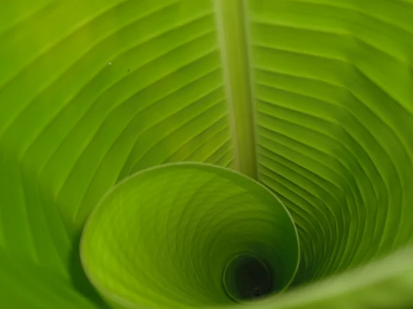 Кудрявый зелёный лист Стоковое Фото
