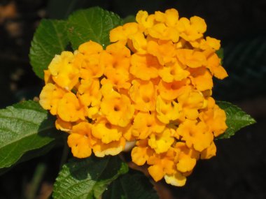 Lantana aromatic flower clipart