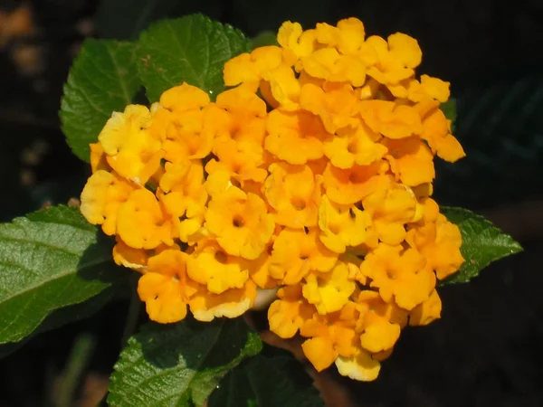 Λουλούδι αρωματικά lantana — Φωτογραφία Αρχείου