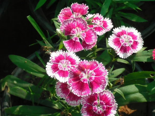 stock image Sweet William