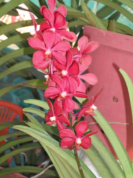 Vanda Orchids Red — Stock Photo, Image