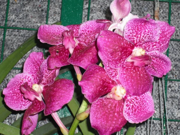 Orchidées Vanda — Photo