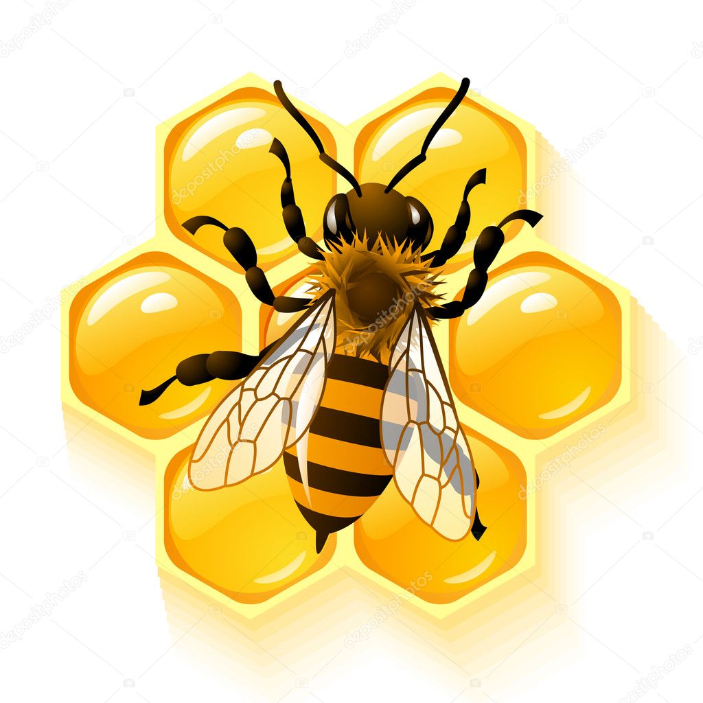 Bee and honeycombs