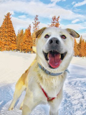 mutlu husky