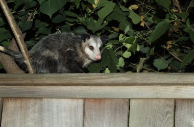 Possum clipart