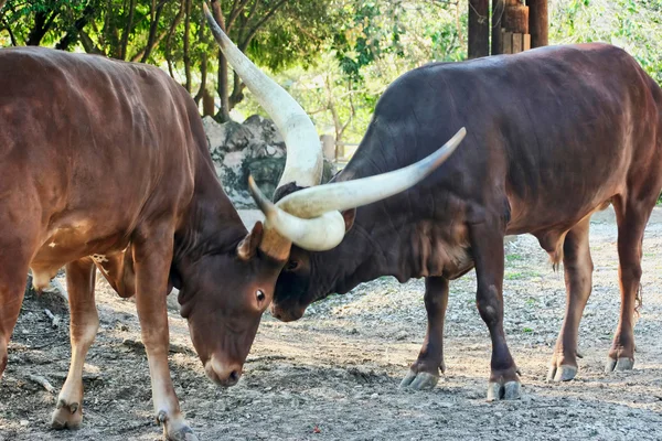 Ankole Cattle Fighting — Stock Photo, Image