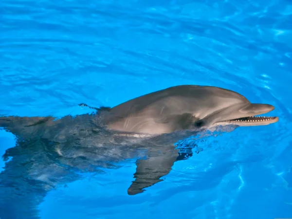 Butelka Delfin nosem — Zdjęcie stockowe