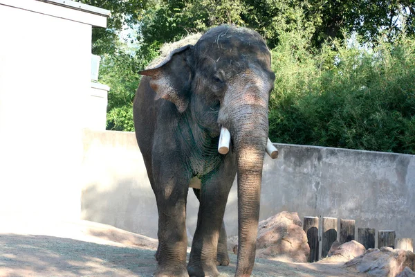 Stock image Elephant