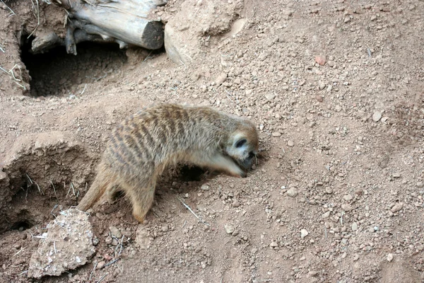 Meerkat escavação — Fotografia de Stock