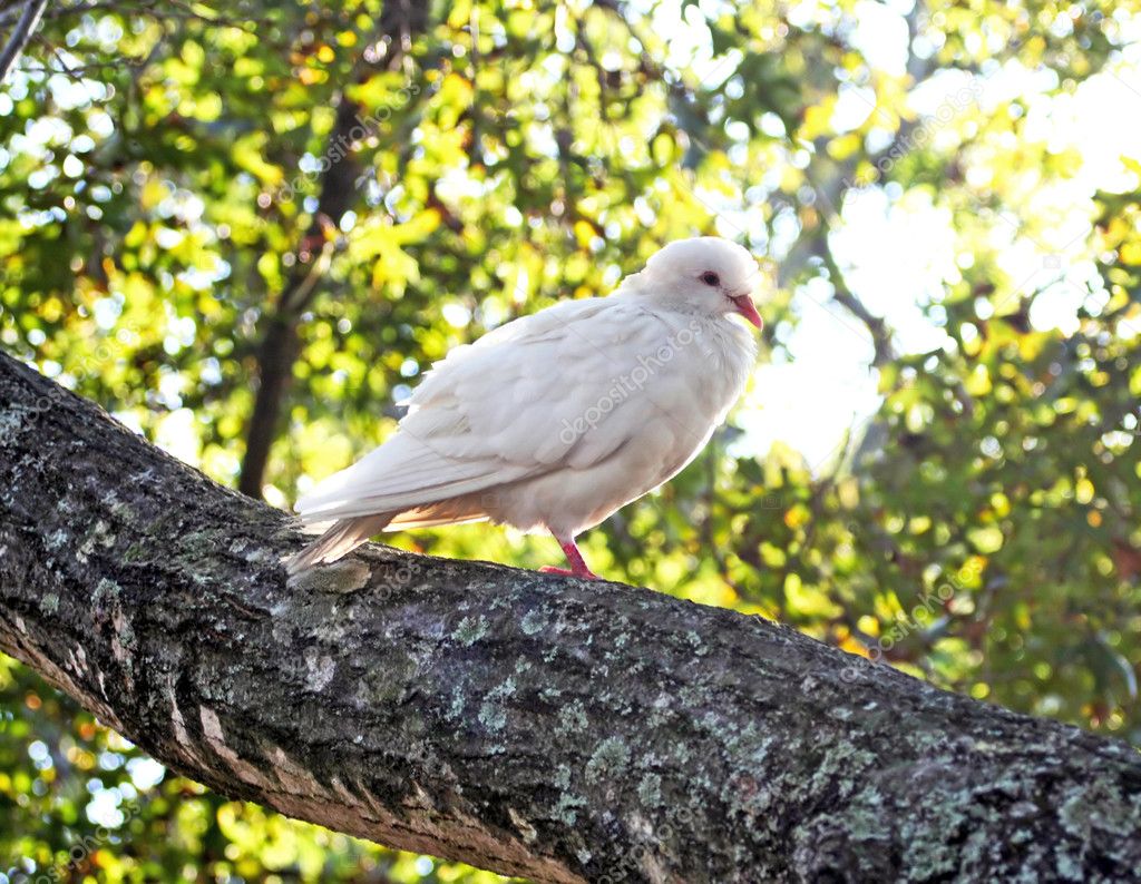 White Dove Stock Photo by ©Moonb007 1276380