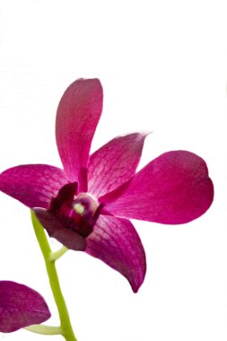 pembe iris