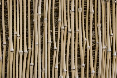 Bamboo Texture clipart