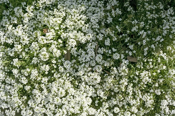 stock image White Flowers