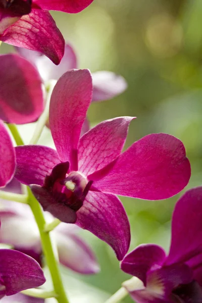 stock image Pink Iris