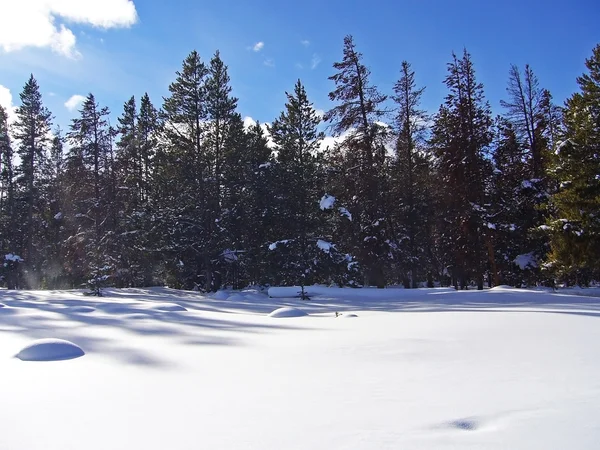 Snowy lasu — Zdjęcie stockowe
