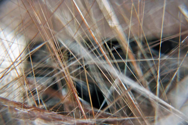 stock image Rutile Quartz