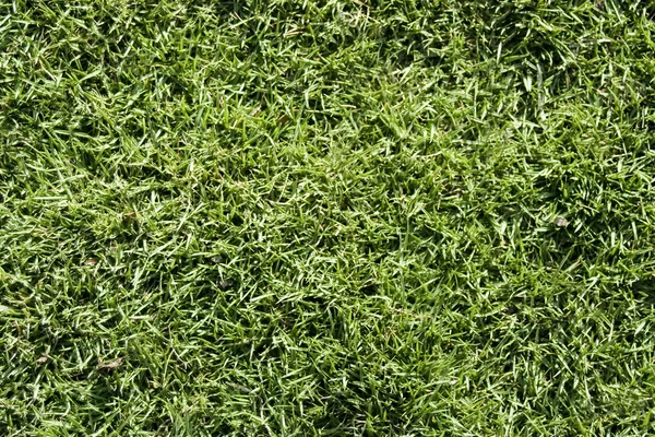 stock image Grass Texture