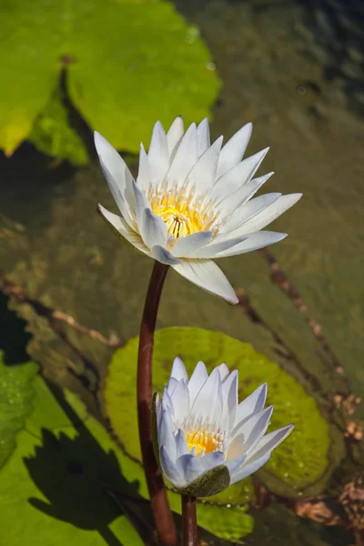 stock image White Lily's