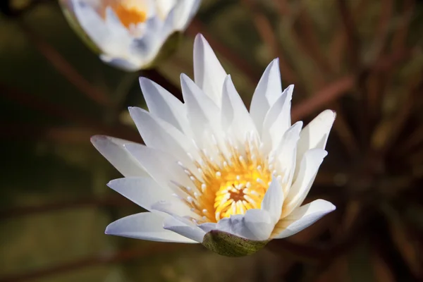 stock image White Lily