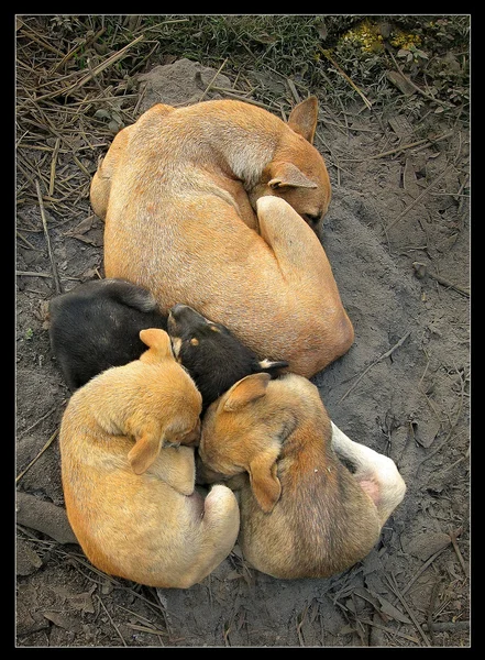 Stock image Beautiful sleep