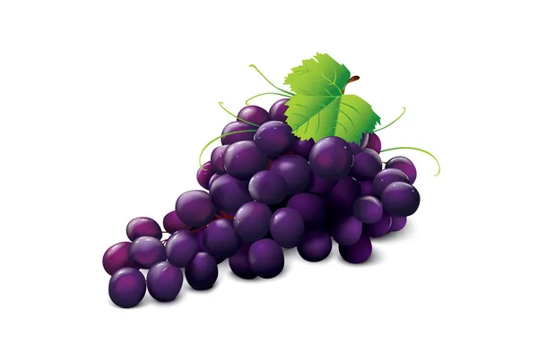 Ripe grape — Stock Vector
