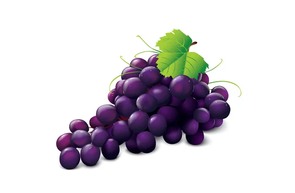 Érett szőlő — Stock Vector