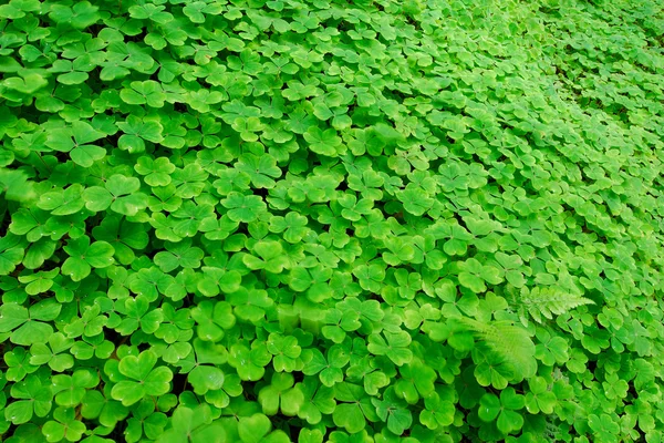 stock image Clover field