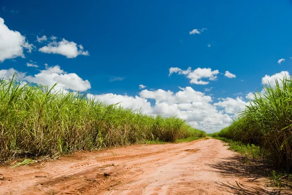 Estrada para o campo de cana-de-açúcar — Fotografia de Stock