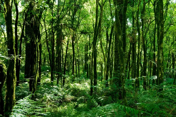 Тропические леса — стоковое фото