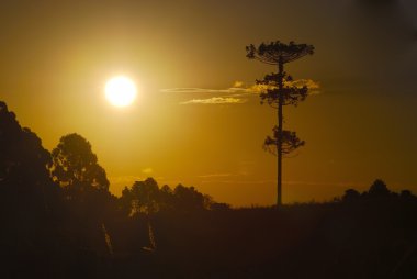 Araucaria sunset clipart