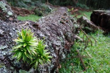 Araucaria Filiz