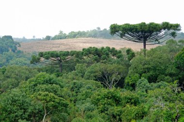 Araucaria forest clipart