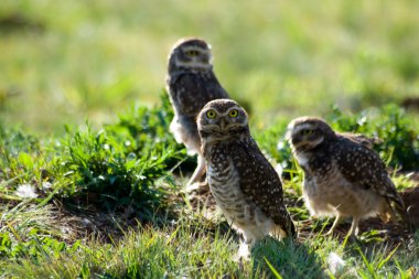 Burrowing owls clipart