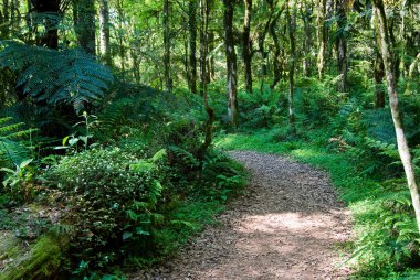 Track in the Forest clipart