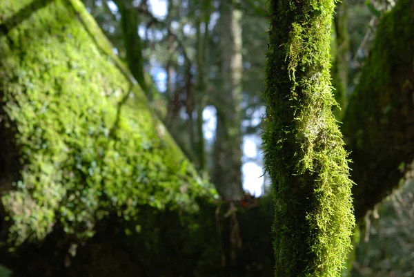 Trunk with moss — Stock Photo, Image