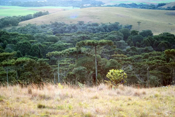 Араукарийский лес — стоковое фото